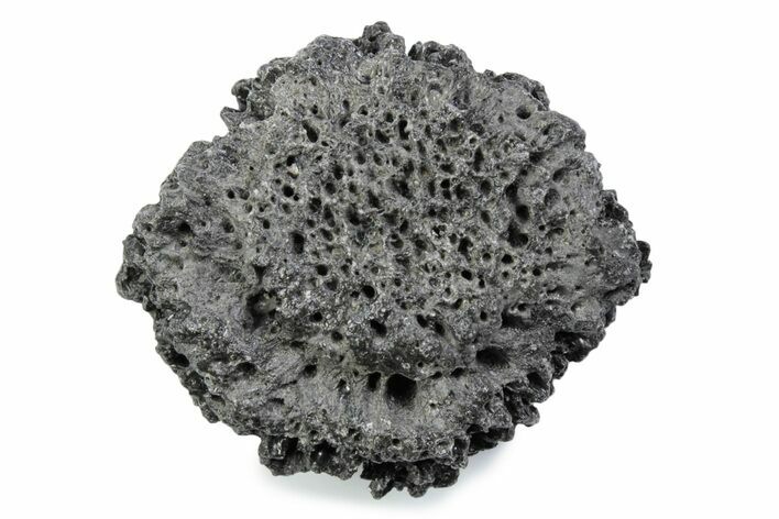 Fossil Glyptodont (Glyptotherium) Bony Armor Osteoderm - Florida #362318